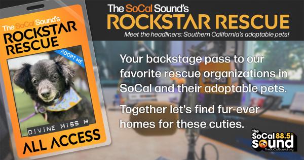 KCSN RockstarRescue PotW 091025 1 1200x630 v2